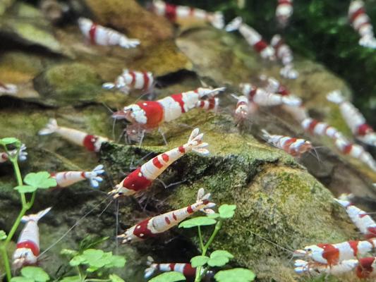 Caridina Crystal red