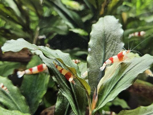 Caridina Crystal red