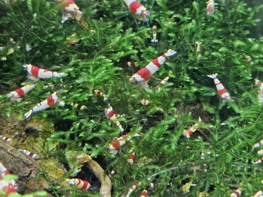 Caridina Crystal red