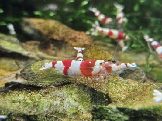 Caridina Crystal red