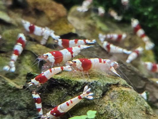 Caridina Crystal red