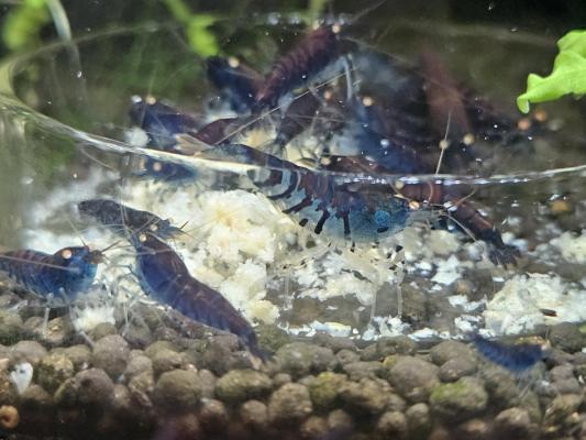 Caridina Tiger Blue orange eyes