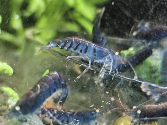 Caridina Tiger Blue orange eyes