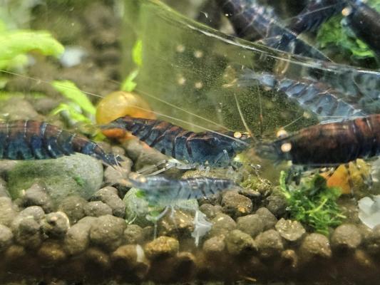 Caridina Tiger Blue orange eyes