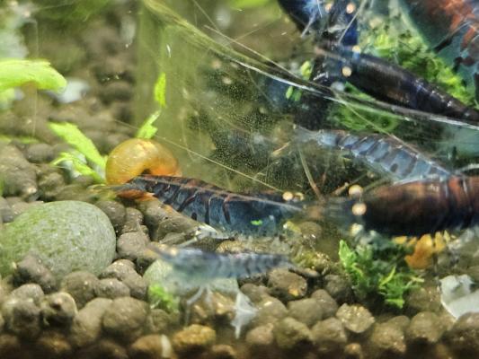 Caridina Tiger Blue orange eyes