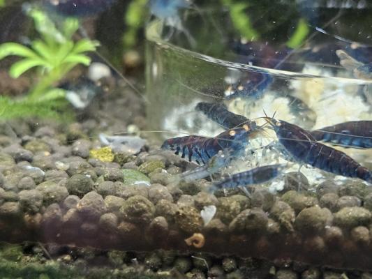 Caridina Tiger Blue orange eyes