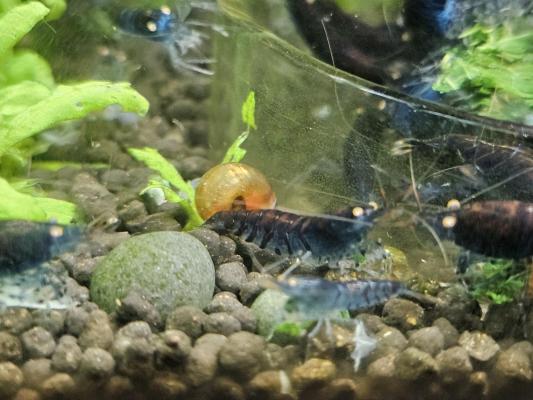 Caridina Tiger Blue orange eyes