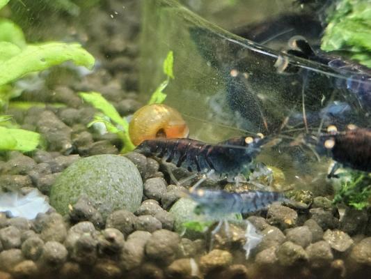 Caridina Tiger Blue orange eyes