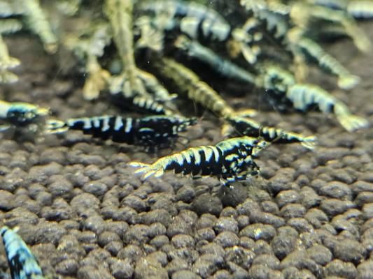 Caridina galaxy black