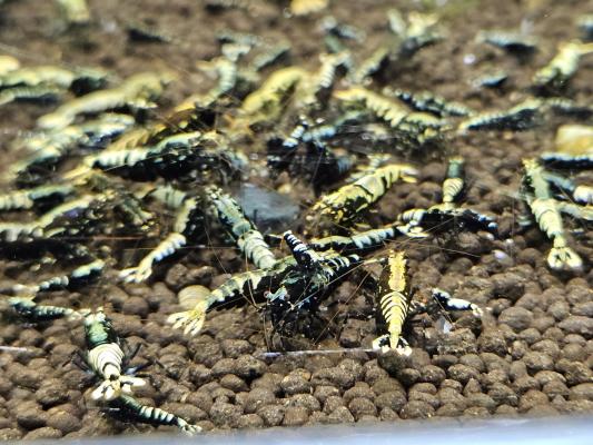 Caridina galaxy black