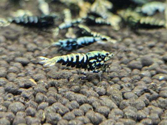 Caridina galaxy black