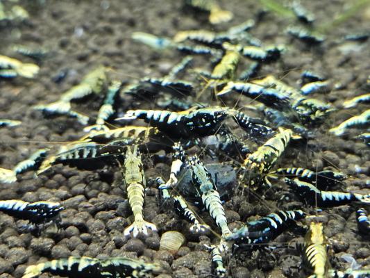 Caridina galaxy black