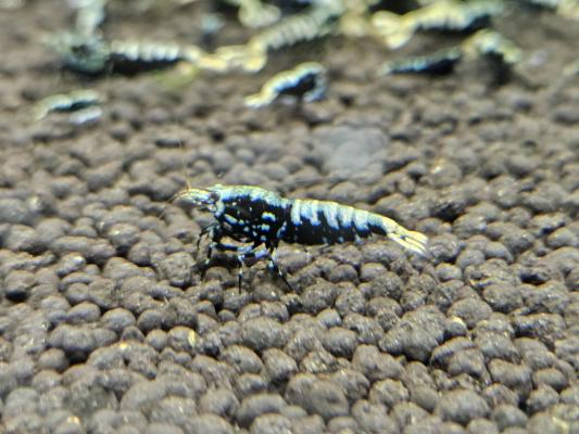 Caridina galaxy black