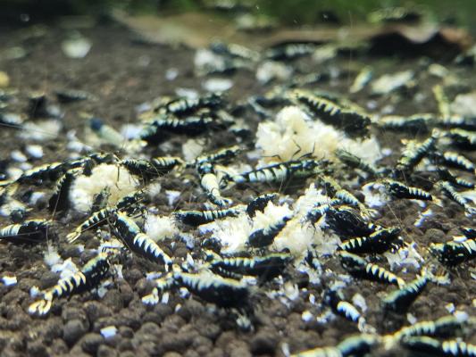 Caridina galaxy black