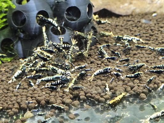 Caridina galaxy black