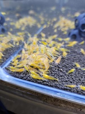 Caridina Yellow king kong orange eyes