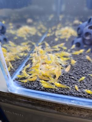 Caridina Yellow king kong orange eyes