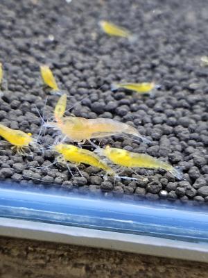Caridina Yellow king kong orange eyes