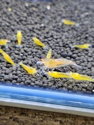 Caridina Yellow king kong orange eyes