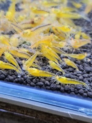 Caridina Yellow king kong orange eyes