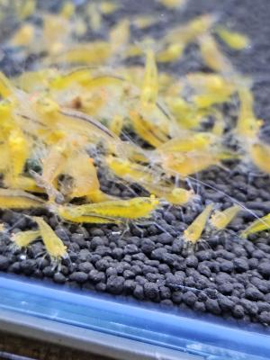 Caridina Yellow king kong orange eyes