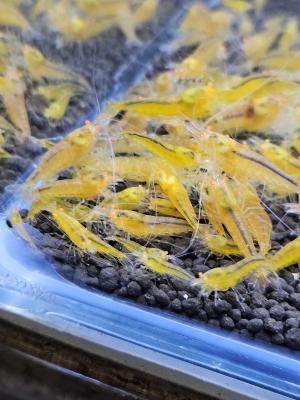 Caridina Yellow king kong orange eyes