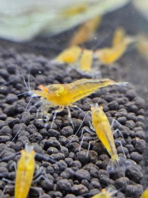 Caridina Yellow king kong orange eyes