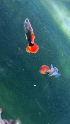 Poisson Molly,plats,guppys