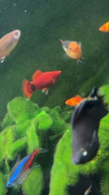 Poisson Molly,plats,guppys