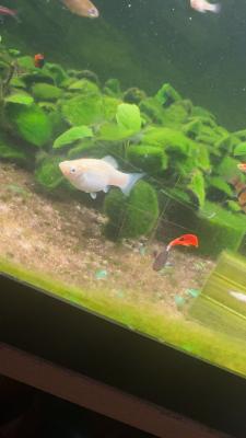 Poisson Molly,plats,guppys