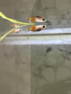 Alevin Platy 1/2 mois