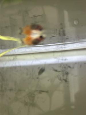 Alevin Platy 1/2 mois