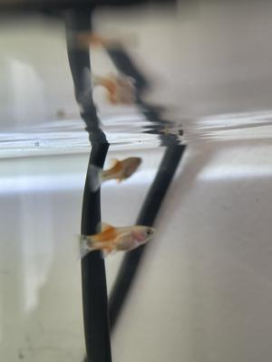 Alevin Platy 1/2 mois