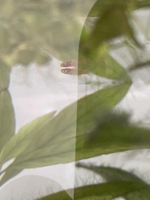 Alevin Platy 1/2 mois