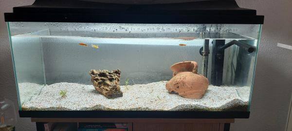 Aquarium complet avec poissons