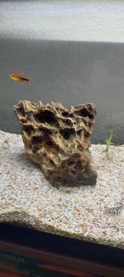 Aquarium complet avec poissons