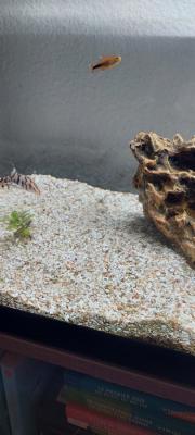 Aquarium complet avec poissons