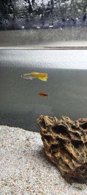 Aquarium complet avec poissons