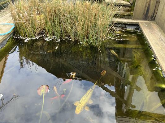 Koi bleue + shubunkin bassin