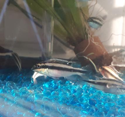 Jeunes pelvicachromis pulcher