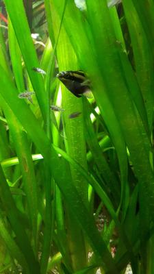 Jeunes pelvicachromis pulcher