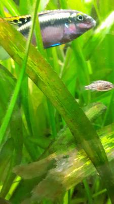 Jeunes pelvicachromis pulcher