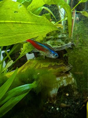 Néon bleu Paracheirodon innesi