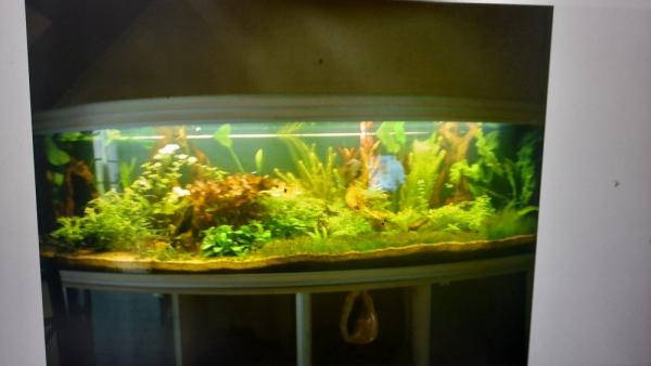Aquarium complet