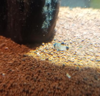 Corydoras panda