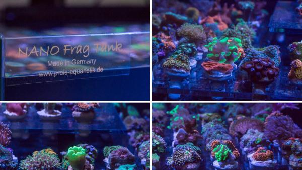 Boutures coraux Aquarium Recifal