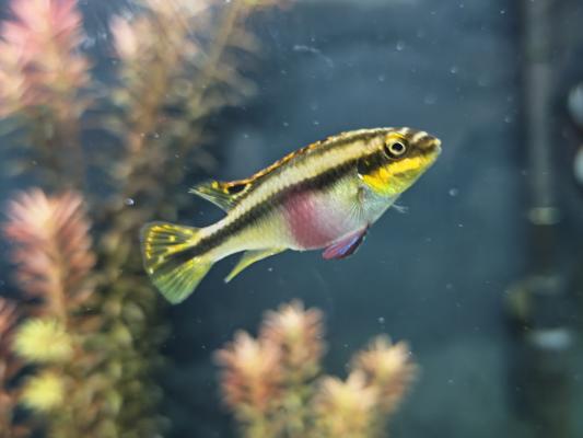 Couple Pelvicachromis pelmato