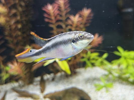 Couple Pelvicachromis pelmato