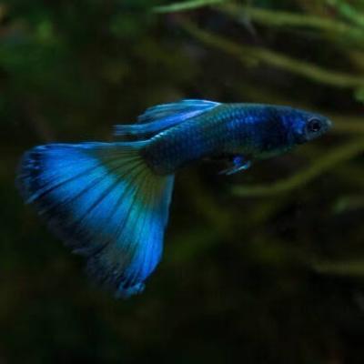 Guppy moscow blue