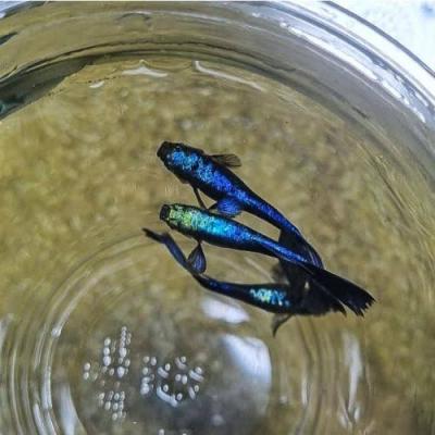 Guppy moscow blue